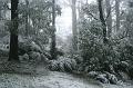 Snow on tree ferns, Sassafras IMG_7646